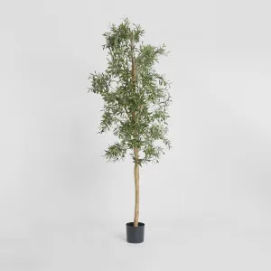 Olive Tree 2.4m by TREE CREATIONS, a Plants for sale on Style Sourcebook
