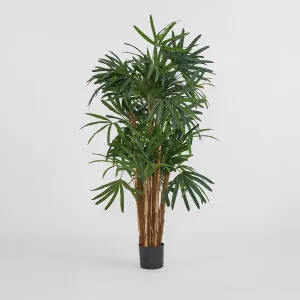 Raphis Palm Thin Leaf 1.6m by TREE CREATIONS, a Plants for sale on Style Sourcebook