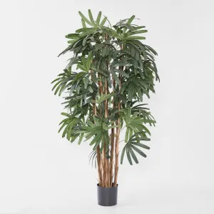 Raphis Palm Broad Leaf 1.8m by TREE CREATIONS, a Plants for sale on Style Sourcebook