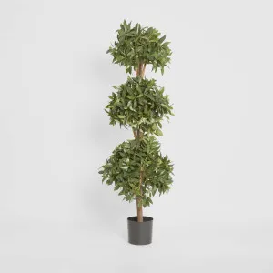 Sweet Bay Triple Ball Tree 1.7m by TREE CREATIONS, a Plants for sale on Style Sourcebook