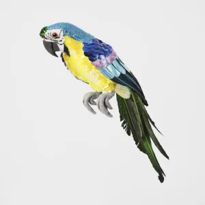 Azure Yellow Belly Parrot Small by Vixen & Velvet, a Christmas for sale on Style Sourcebook