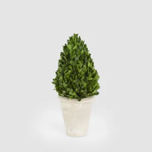 Preserved Boxwood Cone Tree Topiary in Terracotta Pot 38cm by Vixen & Velvet, a Christmas for sale on Style Sourcebook