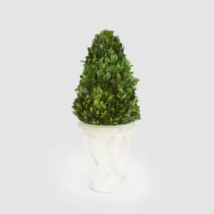 Preserved Boxwood Cone Tree Topiary in Terracotta Pot 33cm by Vixen & Velvet, a Christmas for sale on Style Sourcebook