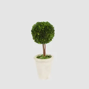 Preserved Boxwood Ball Topiary in Terracotta Pot by Vixen & Velvet, a Christmas for sale on Style Sourcebook