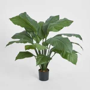 Spathiphyllum Potted 66cm by TREE CREATIONS, a Plants for sale on Style Sourcebook