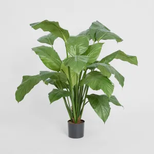 Spathiphyllum Potted 1m by TREE CREATIONS, a Plants for sale on Style Sourcebook