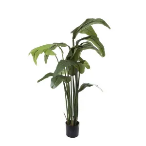 Travellers Palm 1.8m by TREE CREATIONS, a Plants for sale on Style Sourcebook