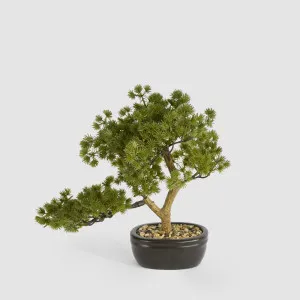 Bonsai Pine Tree 30cm by TREE CREATIONS, a Plants for sale on Style Sourcebook