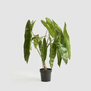 Potted Philodendron Spiritus Sancti Plant 104cm by Florabelle Living, a Plants for sale on Style Sourcebook