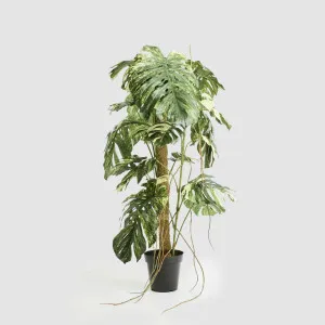 Variegated Monstera Plant 252cm by Florabelle Living, a Plants for sale on Style Sourcebook