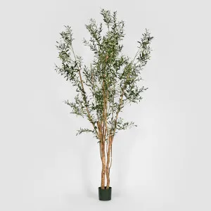 Olive Tree Multi Stem 280cm by TREE CREATIONS, a Plants for sale on Style Sourcebook