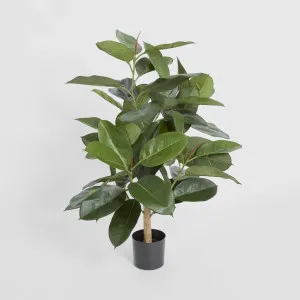 Rubber Plant Tree 96cm by TREE CREATIONS, a Plants for sale on Style Sourcebook