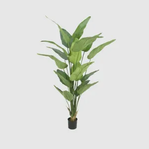 STRELITZIA POTTED 2.3M by TREE CREATIONS, a Plants for sale on Style Sourcebook
