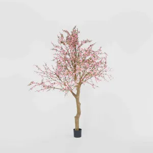 Giant Cherry Blossom Tree 2.4m by TREE CREATIONS, a Plants for sale on Style Sourcebook