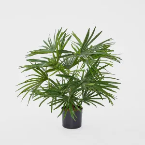 Baby Fan Palm Potted Bush w/17 Leaves 45cm by TREE CREATIONS, a Plants for sale on Style Sourcebook