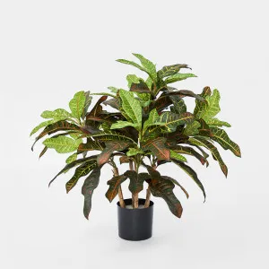 Croton Tree In Black Pot by TREE CREATIONS, a Plants for sale on Style Sourcebook