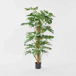 Variegated Split Philodendron W/48 Leaves Green by TREE CREATIONS, a Plants for sale on Style Sourcebook