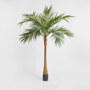 Majesty Palm Tree 240cm by TREE CREATIONS, a Plants for sale on Style Sourcebook