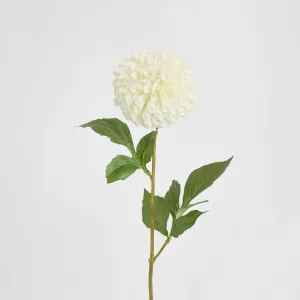 Pompom Ball Dahlia Stem 62cm Cream by Florabelle Living, a Plants for sale on Style Sourcebook