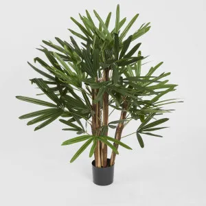 Raphis Palm 1m by TREE CREATIONS, a Plants for sale on Style Sourcebook