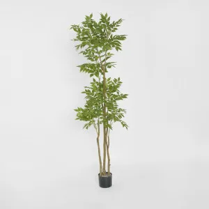 Japanese Lacquer Tree by JMC FLORALS, a Plants for sale on Style Sourcebook