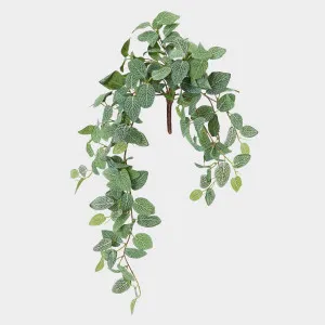 Fittonia Hanging Bush by JMC FLORALS, a Plants for sale on Style Sourcebook