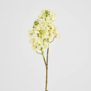 Baby Delphinium White by JMC FLORALS, a Plants for sale on Style Sourcebook