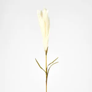 Pampas by JMC FLORALS, a Plants for sale on Style Sourcebook