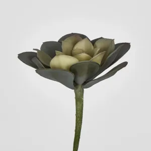 Echeveria Fimbriata Succulent Lge by JMC FLORALS, a Plants for sale on Style Sourcebook