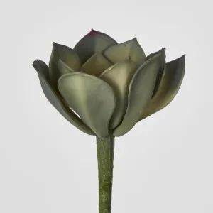 Echeveria Fimbriata Succulent Sml by JMC FLORALS, a Plants for sale on Style Sourcebook