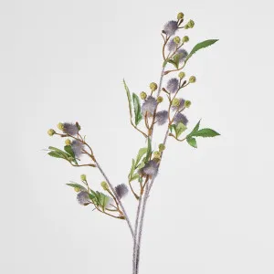 Blackwood Wattle 85cm Blue by JMC FLORALS, a Plants for sale on Style Sourcebook