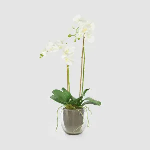 Orchid in Glass Vase 85cm White by Florabelle Living, a Plants for sale on Style Sourcebook