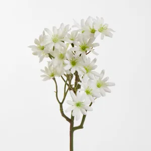 Sea Aster White by JMC FLORALS, a Plants for sale on Style Sourcebook