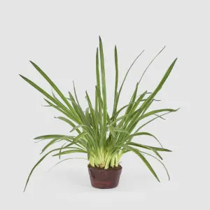 Cymbidium Leaves in Soil Pot 1m Green by Florabelle Living, a Plants for sale on Style Sourcebook
