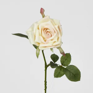 Rose Stem Cream by JMC FLORALS, a Plants for sale on Style Sourcebook
