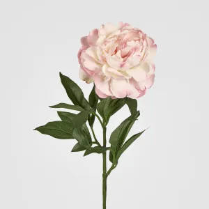 Peony Stem 66cm Pink by JMC FLORALS, a Plants for sale on Style Sourcebook