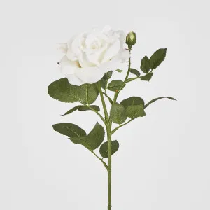 Colin Rose 64cm White by JMC FLORALS, a Plants for sale on Style Sourcebook