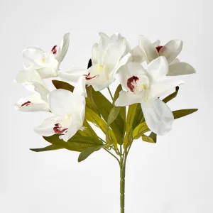 Cymbidium Bush White by JMC FLORALS, a Plants for sale on Style Sourcebook
