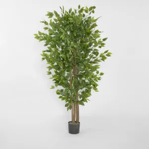 Ficus Tree 160cm by JMC FLORALS, a Plants for sale on Style Sourcebook
