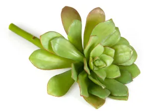 Succulent 19cm Light Green by Florabelle Living, a Plants for sale on Style Sourcebook