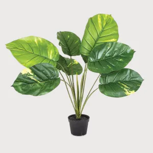 Pothos Real Touch 70cm by TREE CREATIONS, a Plants for sale on Style Sourcebook