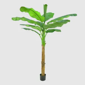 Royal Banana Tree 180cm by TREE CREATIONS, a Plants for sale on Style Sourcebook