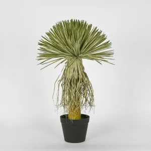 Variegated Grass Tree 60cm by TREE CREATIONS, a Plants for sale on Style Sourcebook