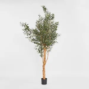 150cm Olive Tree by TREE CREATIONS, a Plants for sale on Style Sourcebook