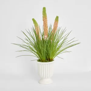 Pink Foxtail Arrangement White by Florabelle Living, a Plants for sale on Style Sourcebook