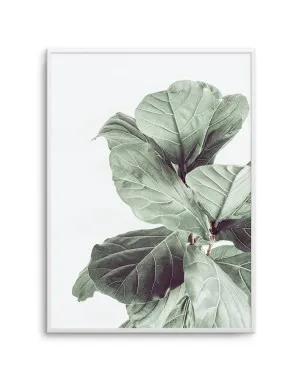 Fiddle Fig I by oliveetoriel.com, a Original Artwork for sale on Style Sourcebook