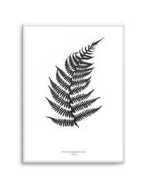 Fern by oliveetoriel.com, a Prints for sale on Style Sourcebook