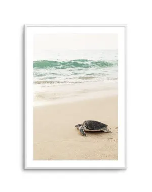 Little Turtle II by oliveetoriel.com, a Prints for sale on Style Sourcebook