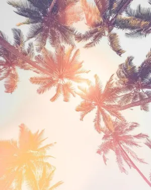 Under the Palms Sunset Wallpaper Mural by oliveetoriel.com, a Wallpaper for sale on Style Sourcebook