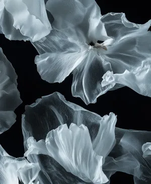 Floating White Floral Wallpaper by oliveetoriel.com, a Wallpaper for sale on Style Sourcebook